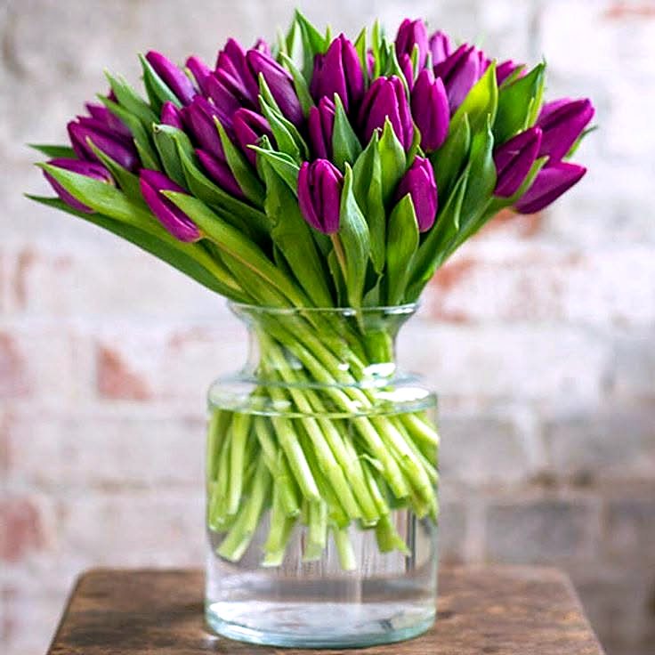 Purple tulips in clear glass